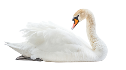 swan on a transparent background