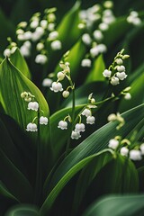 A close-up view of delicate white lily of the valley flowers blooming in a lush green forest.