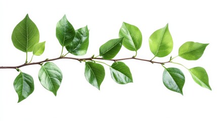 Fototapeta premium A branch with lush green leaves isolated on a white background, showcasing the vibrant colors and details of the foliage