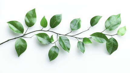 Obraz premium A branch with lush green leaves isolated on a white surface, perfect for botanical illustrations and natural design elements