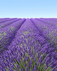 Obraz premium Rows of lavender flowers in a field, stretching towards the horizon.