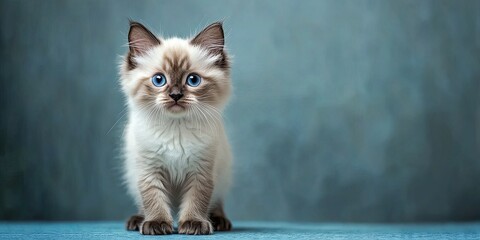 A Ragdoll kitten with blue eyes looking up in a studio setting.