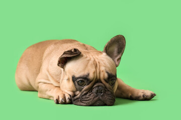 Cute French bulldog lying against green background