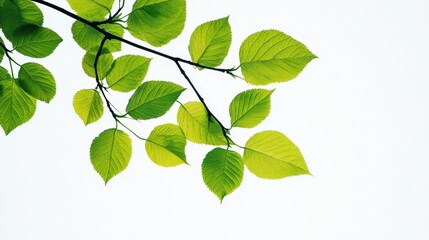 A close-up of green leaves on a branch against a white background, highlighting the vivid colors and intricate details of the foliage
