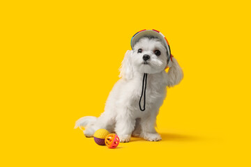 Cute Bolognese dog in hat with balls on yellow background