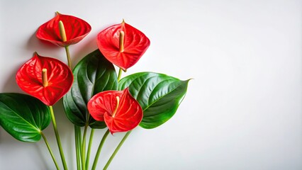 Red anthurium flowers and green leaves on white background, minimalist design
