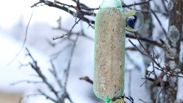 In winter, titmice feed on tallow hanging from a tree