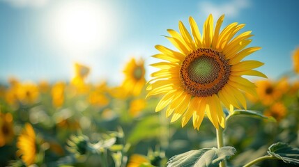 A single bright yellow sunflower with a blurred background of other sunflowers. AI generative. .