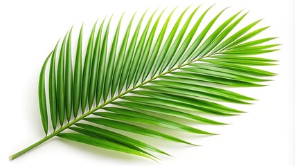 Obraz premium Reflected palm green leaf isolated on white background
