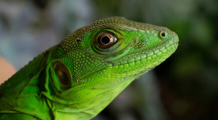 Una iguana verde posando para la camara
