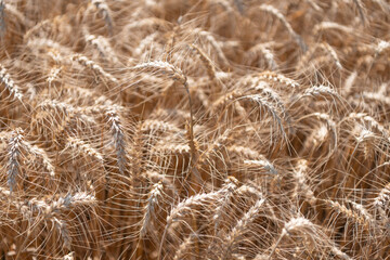 Golden crop and ear of wheat. Farmland with field of rye in summer. Agriculture wheat field. Field on an agriculture farm. Farming. Crop field. Seed ripe nature background. Forage harvesting
