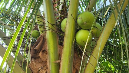 coconuts on the tree