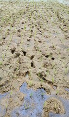 Wet rice field