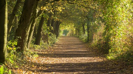 Fototapeta premium Serene Autumn Forest Pathway for Peaceful Reflection