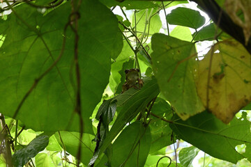 Low angle front view of a staring, brown tree frog that is hiding on top of a treetop