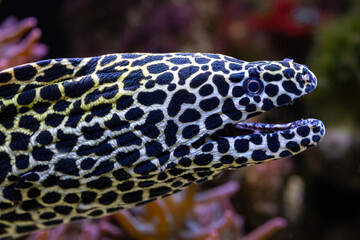 Gymnothorax favagineus, The laced moray is a large moray, max length of 3 metres