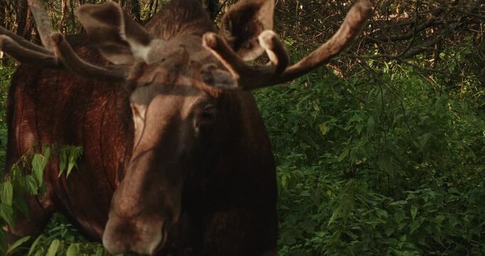 A moose stands motionless in its enclosure at the zoo, basking in the sunlight filtering through the trees. Shadows dance across the moose's brown fur, creating a peaceful and serene atmosphere.
