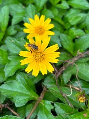  close-up of a honey bee gathering nectar from a small yellow flower in Kerala, India. Captures nature’s pollination process, ideal for environmental, wildlife, or biodiversity-themed projects.