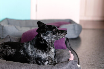 Dog sitting on soft bed in room.