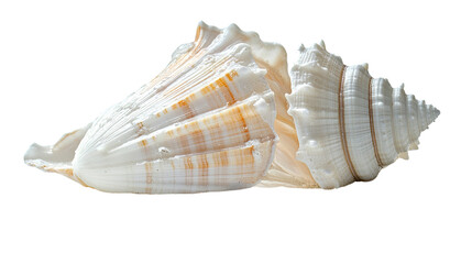 sea ​​shell on a transparent background