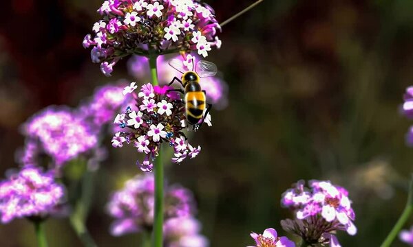 Abeille caucasienne butinant une fleur d'Allium, avec un arri&egrave;re-plan flou et un effet bokeh,  beaut&eacute; de la nature en d&eacute;tail - production de miel