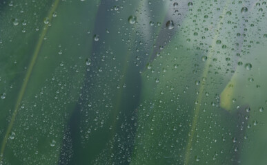 Leaf through the glass with waterdrops background,Abstract Nature blur background.