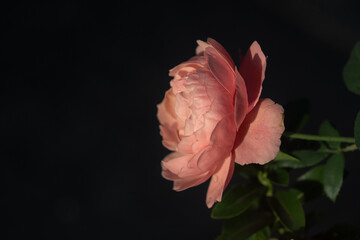 Peach garden rose close up during golden hour in the morning, with natural dark background