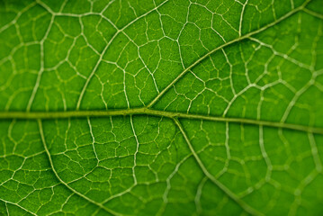Green leaf texture, close up of green leaf with veins and pattern