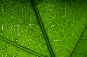 Green leaf texture, close up of green leaf with veins and pattern