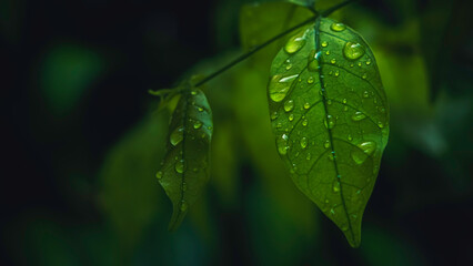 Rain water drops on green foliage leaf. Fresh and purity natural background.