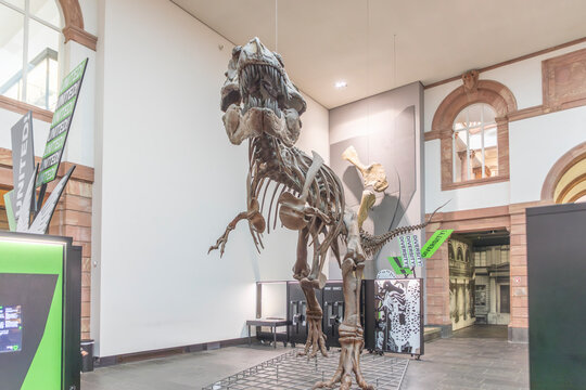 dinosaur skeletons in Frankfurt's Senckenberg Museum