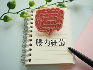 腸、大腸の模型イメージと腸内細菌の文字