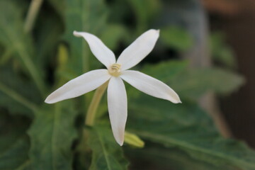 Pure White Blossom in Bloom