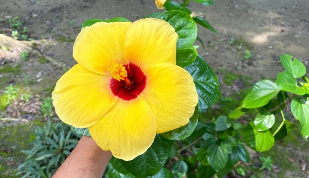 A close-up of yellow jaba flowers held in a person's hand, hand holding a beautiful yellow flower, jaba, Hibiscus 