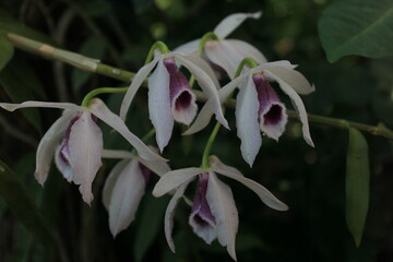 Pure White Blossom in Bloom