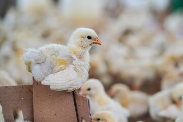 Healthy chickens on the farm