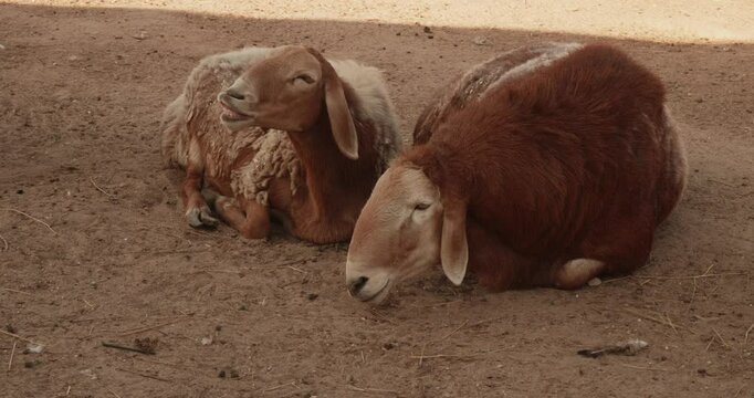 Two brown and white goats rest peacefully on a farm. One goat has floppy ears, creating a charming scene in the tranquil countryside. Cute goats at a petting zoo.