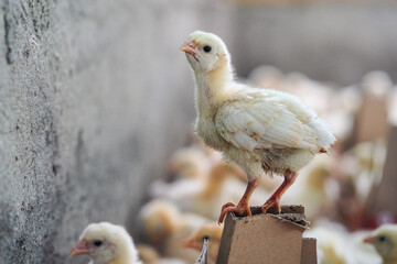 Healthy chickens on the farm