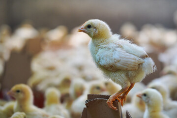 Healthy chickens on the farm