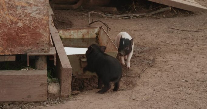 Two piglets drink water from a metal trough on a farm. One piglet is black and the other piglet is pink, showing off their adorable nature in the countryside. Pigs on a farm.