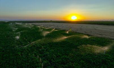 Lavender and wheat fields, Konya, Turkey