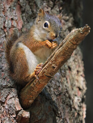 Perched red squirrel on the tree trunk with blur background, Canada
