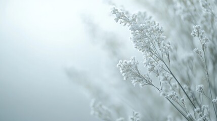 Obraz premium A serene close-up of delicate white flowers against a soft, blurred background.