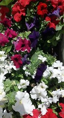 red and white flowers