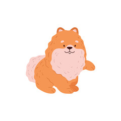 Cute Spitz dog raised his paw, Pomeranian German breed puppy, vector cartoon friendly small fluffy orange pet