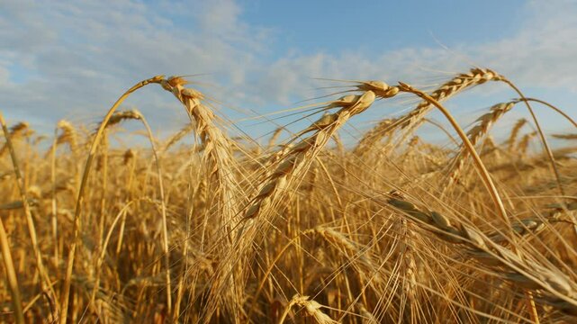 Pre-Harvest. Field Of Ripe Wheat Ready For Harvest Against A Blue Sky. Beautiful Ripe Wheat In Plain. Golden Ripe Wheat Field. Agricultural Background.