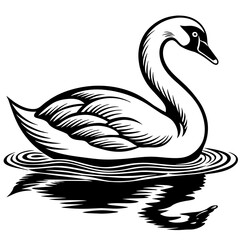 black and white swan