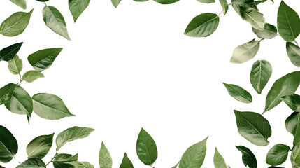 Naklejka premium leaves on a transparent background