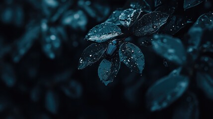 Detailed view of a beetle perched on a wet leaf after a summer rain shower