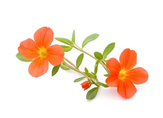 Fototapeta premium a close up of orange flowers